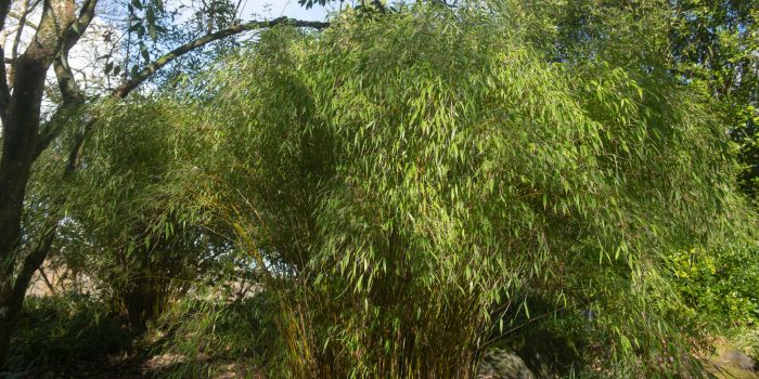 Bambus kępowy (Fargesia)