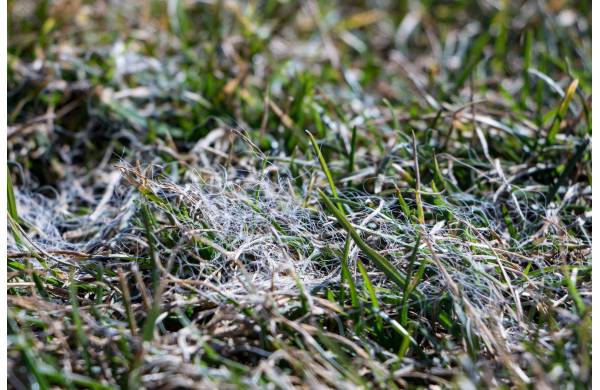 Pleśń śniegowa na trawniku – czym jest i jak z nią walczyć?
