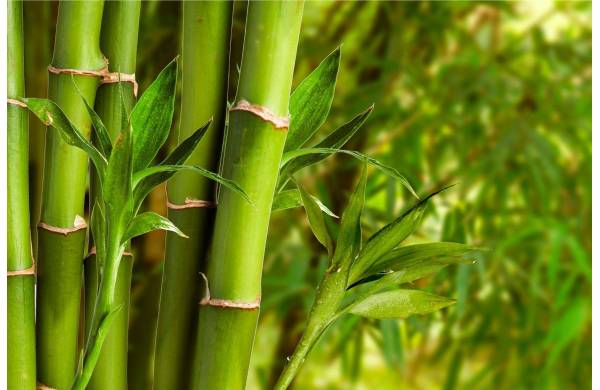 Jak uprawiać bambusy w ogrodzie?