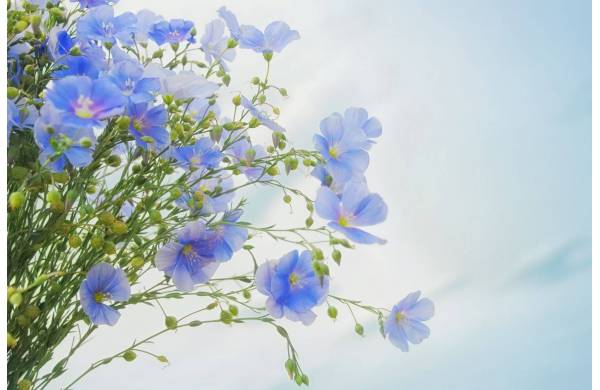 Rośliny kwitnące na niebiesko