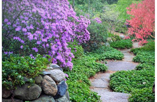 Ogród w stylu romantycznym – aranżacja i rośliny