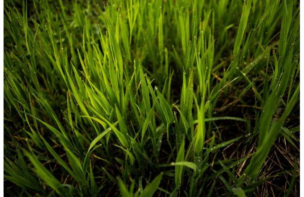 Regeneracja trawnika po zimie: aeracja, wertykulacja, nawożenie
