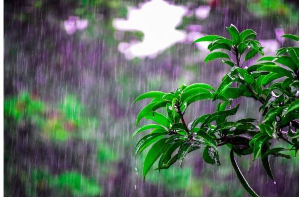 Deszczówka w ogrodzie – jak ją zbierać i do czego wykorzystać?