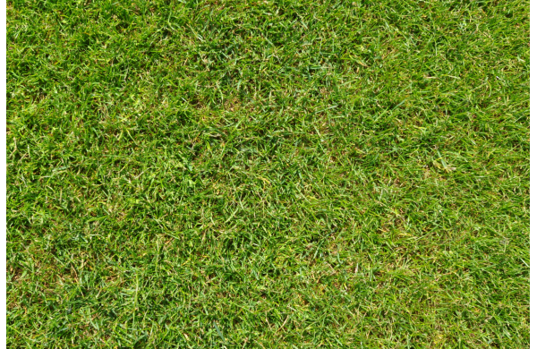 Jak zakwaszone podłoże wpływa na wygląd trawnika